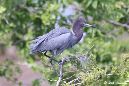 Little Blue Heron