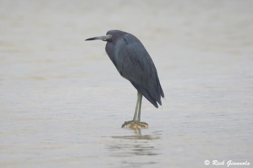 Little Blue Heron