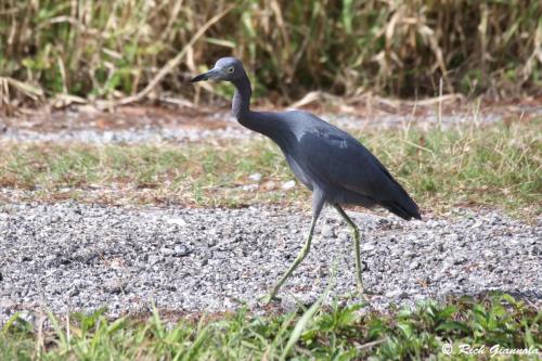 Little Blue Heron