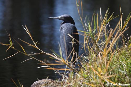 Little Blue Heron