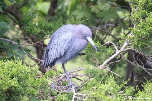 Little Blue Heron