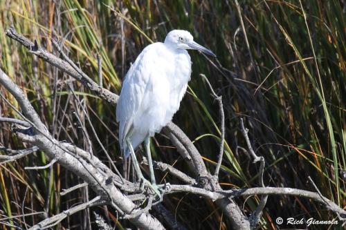 Little Blue Heron