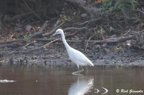 Little Blue Heron