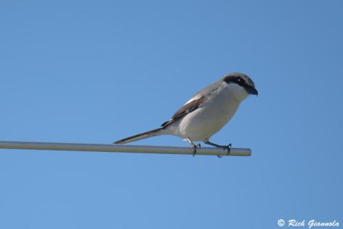 Loggerhead Shrike