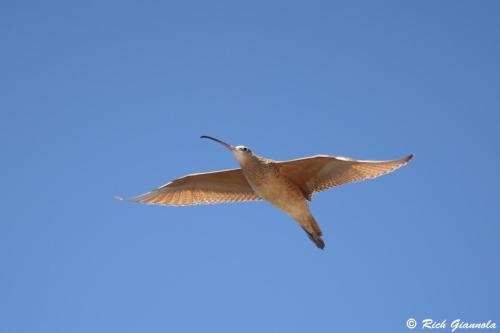 Long-Billed Curlew