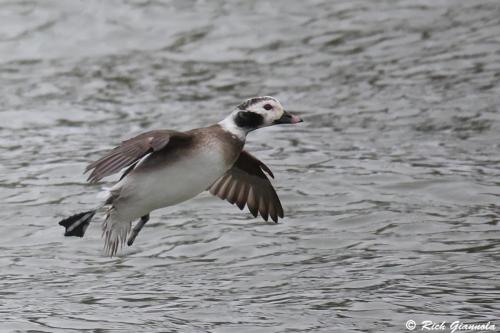 Long-Tailed Duck