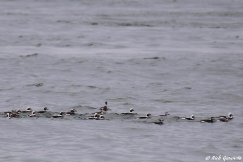 Long-Tailed Ducks