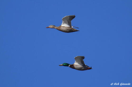 Mallard pair