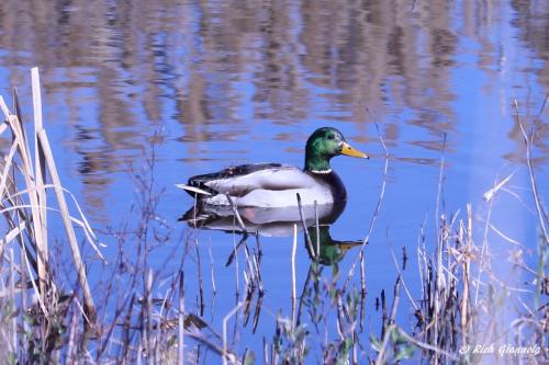 Mallard