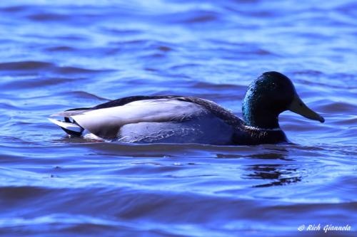 Mallard