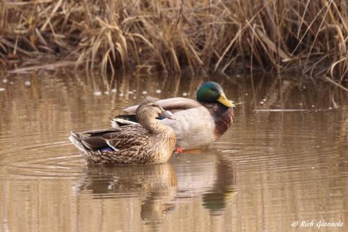 Mallard