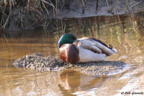 Mallard