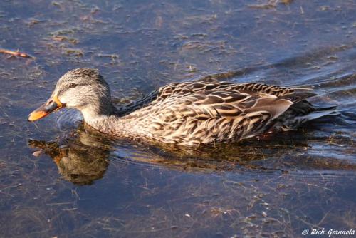 Mallard