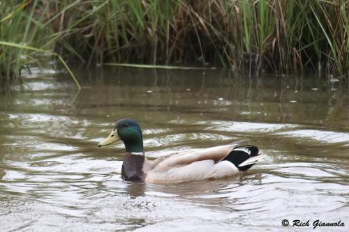 Mallard