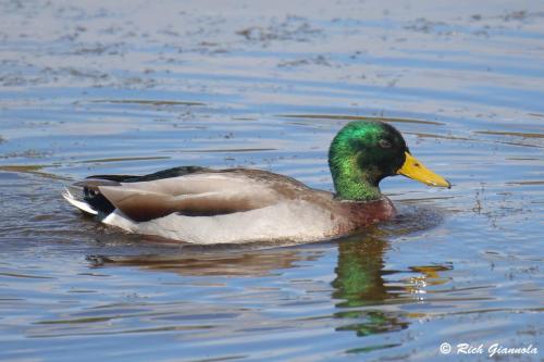 Mallard