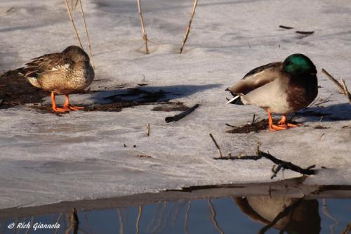 Mallards