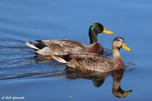 Mallards