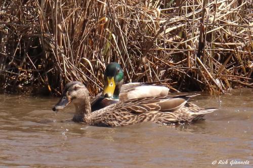 Mallards