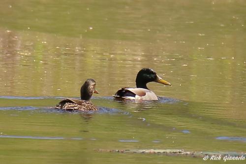 Mallards