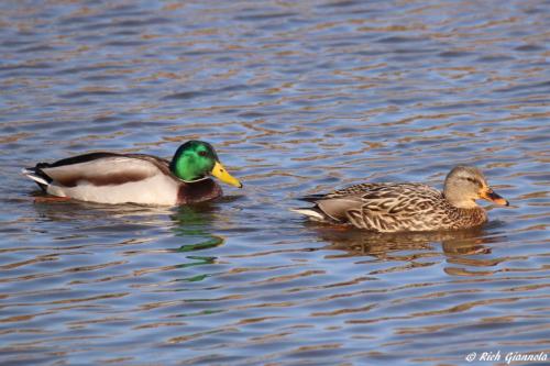 Mallards