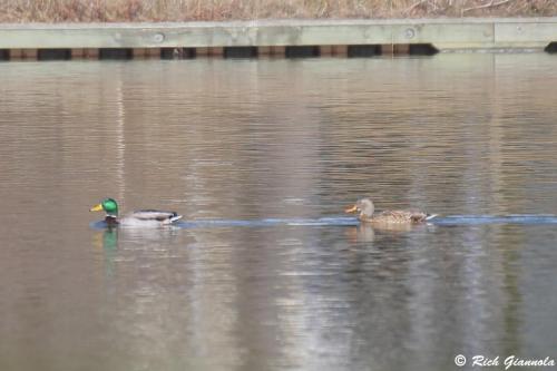 Mallards