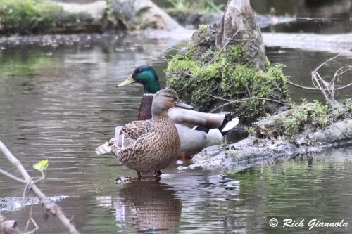 Mallards