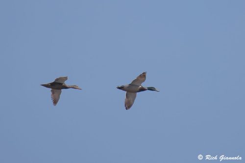 Mallards