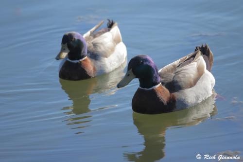 Mallards