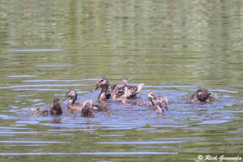 Mallards