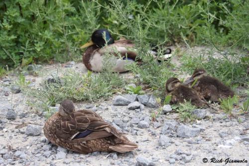 Mallards