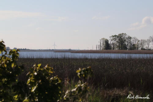 Marsh at Prime Hook NWR