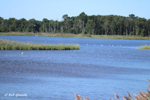 Marsh at Prime Hook NWR