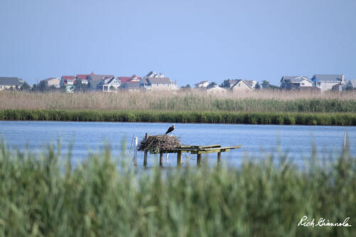 Marsh at Prime Hook NWR