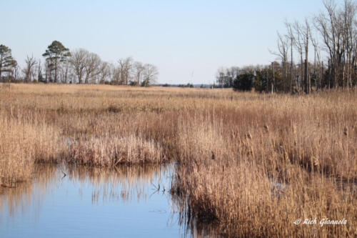 Marsh at Prime Hook NWR