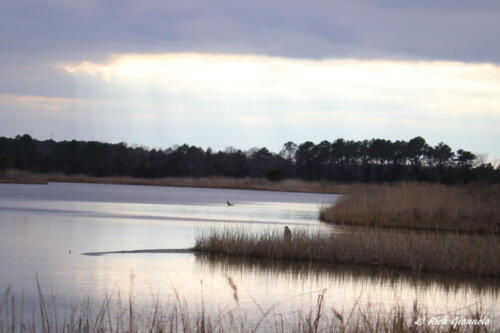 Marsh at Gordon's Pond