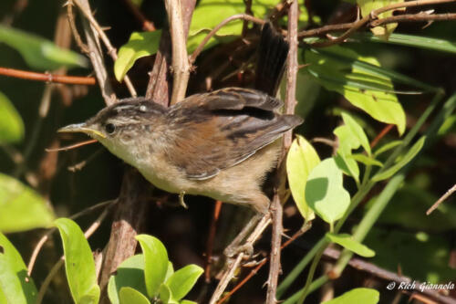 An immature Marsh Wren