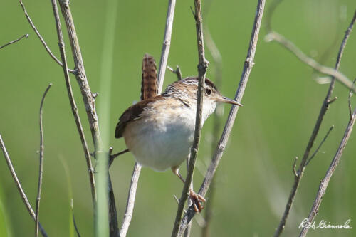 Marsh Wren on the fringe of the marsh