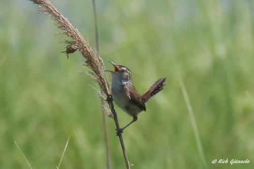 Marsh Wren