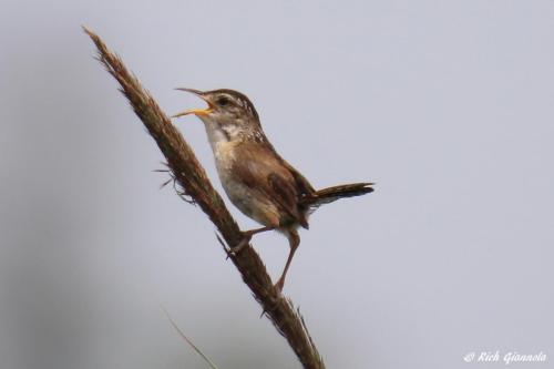 Marsh Wren