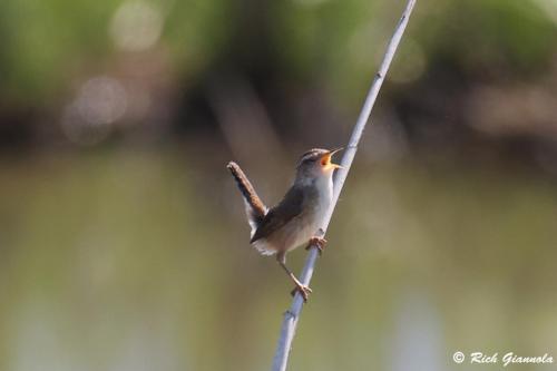 Marsh Wren