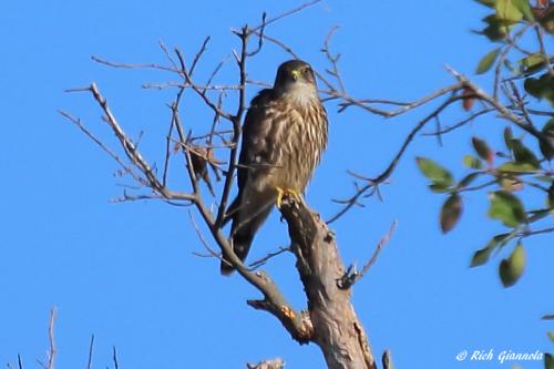 Merlin