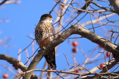 Merlin