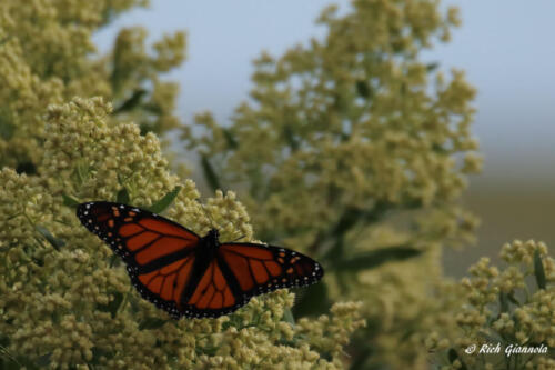 Monarch Butterfly