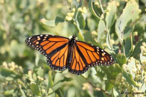 Monarch Butterfly