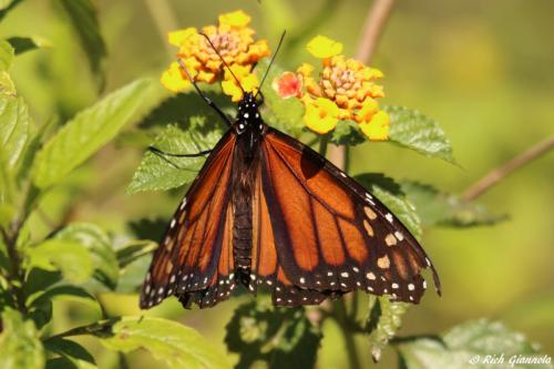 Monarch Butterfly