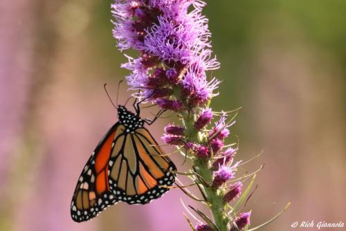 Monarch Butterfly