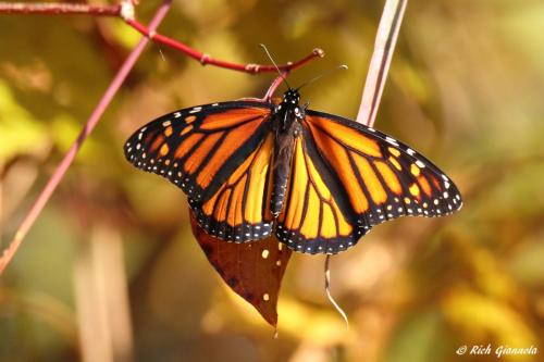 Monarch Butterfly