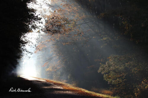 Morning rays in Blackwater NWR