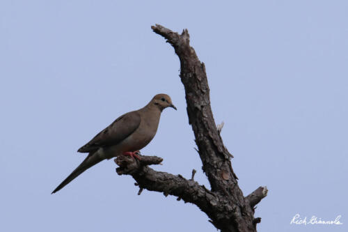 Mourning Dove on a branch