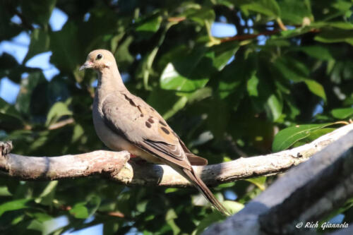 Mourning Dove sunning